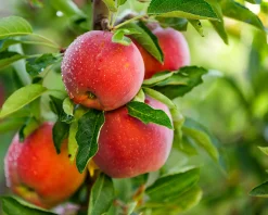 Äpple 'Aroma'><noscript><img width=