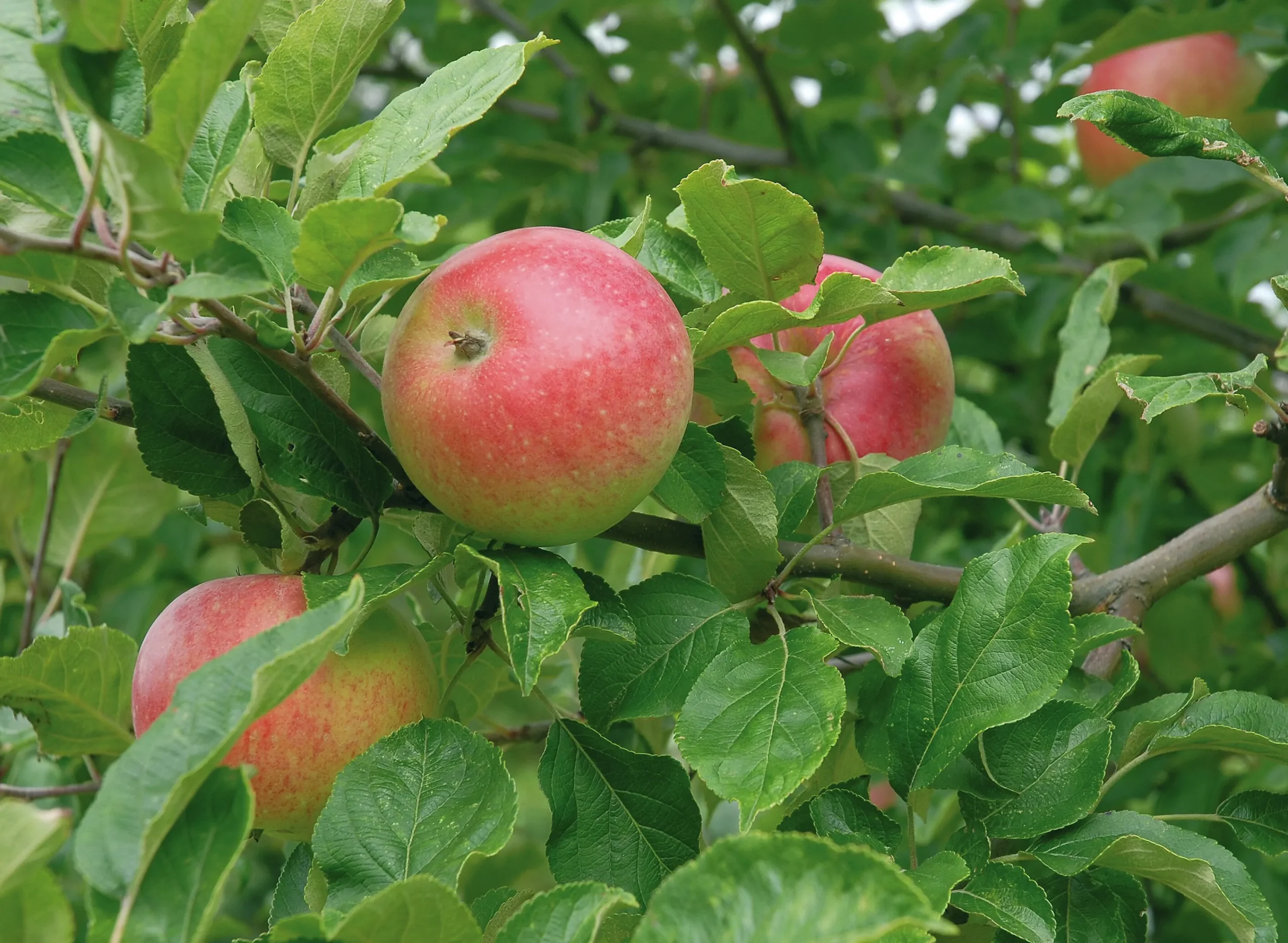 Äpple 'Aroma' Svagväxande B9>Omnia garden New