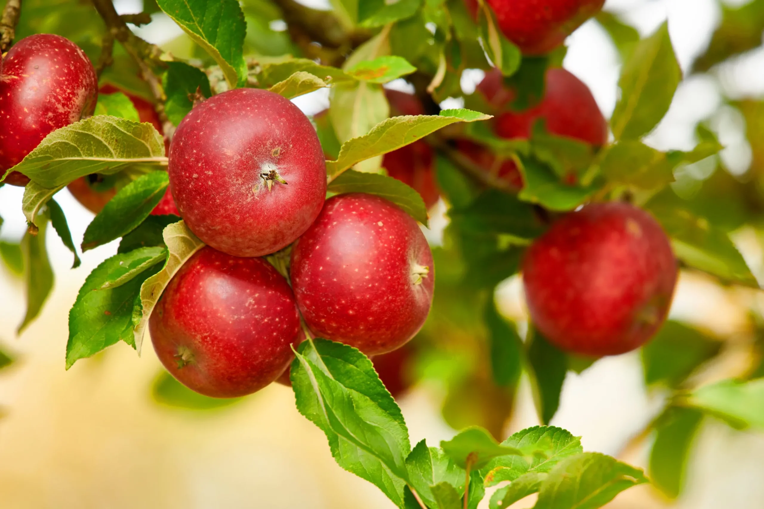 Äpple 'Aroma' Svagväxande B9>Omnia garden New
