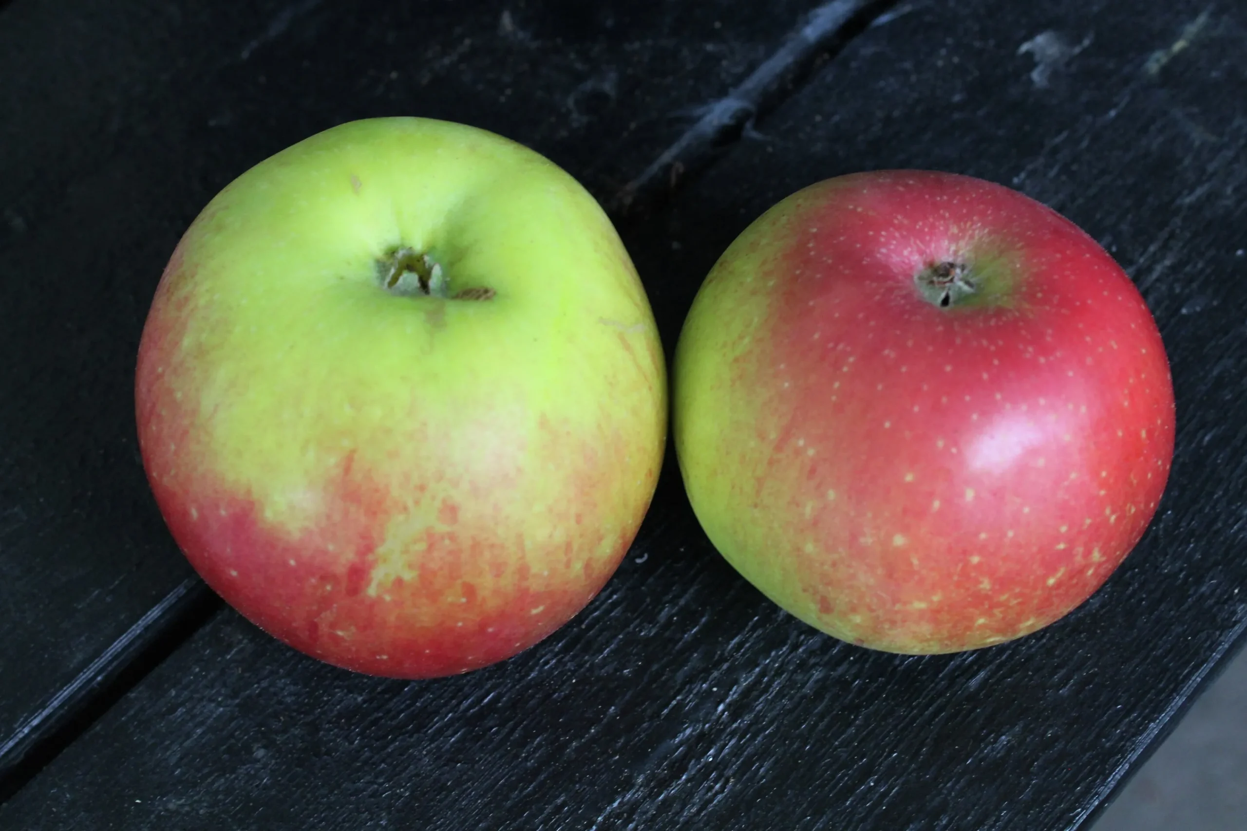 Äpple 'Aroma' Svagväxande B9>Omnia garden New
