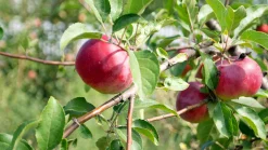 Äpple 'Birgit Bonnier'>Omnia garden Online