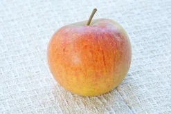 Äpple 'Cox Pomona' Krukodlad>Omnia garden New