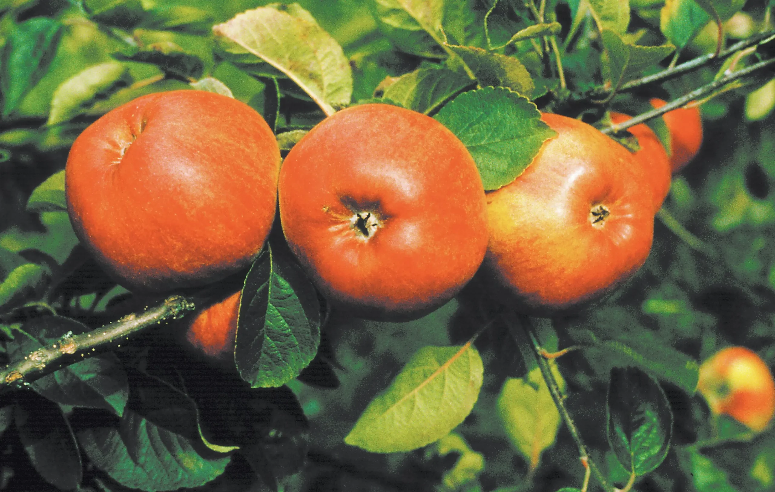 Äpple 'Cox Pomona' Krukodlad>Omnia garden New