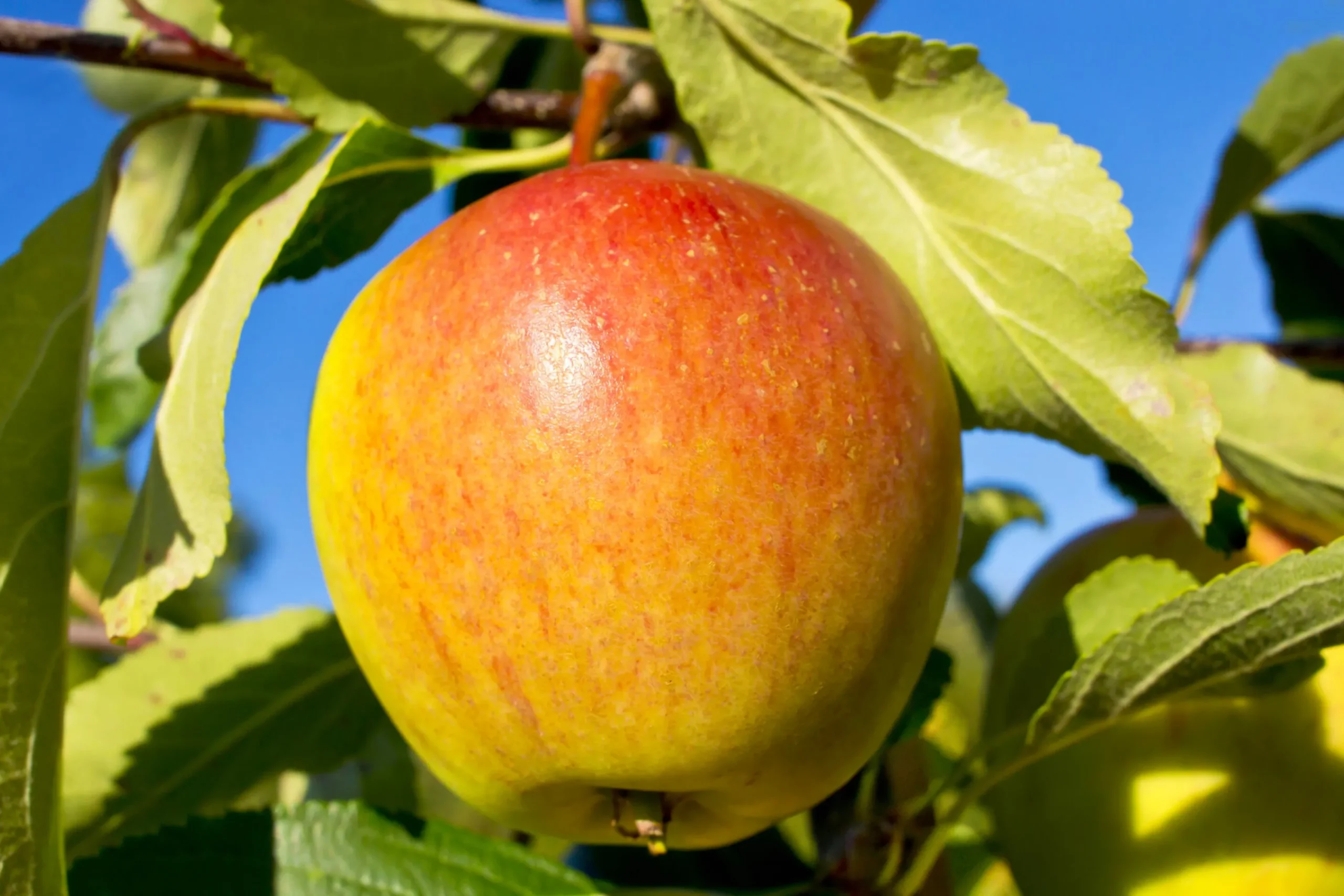 Äpple 'Cox Pomona' Krukodlad>Omnia garden New