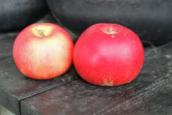 Äpple 'Discovery'>Omnia garden Clearance
