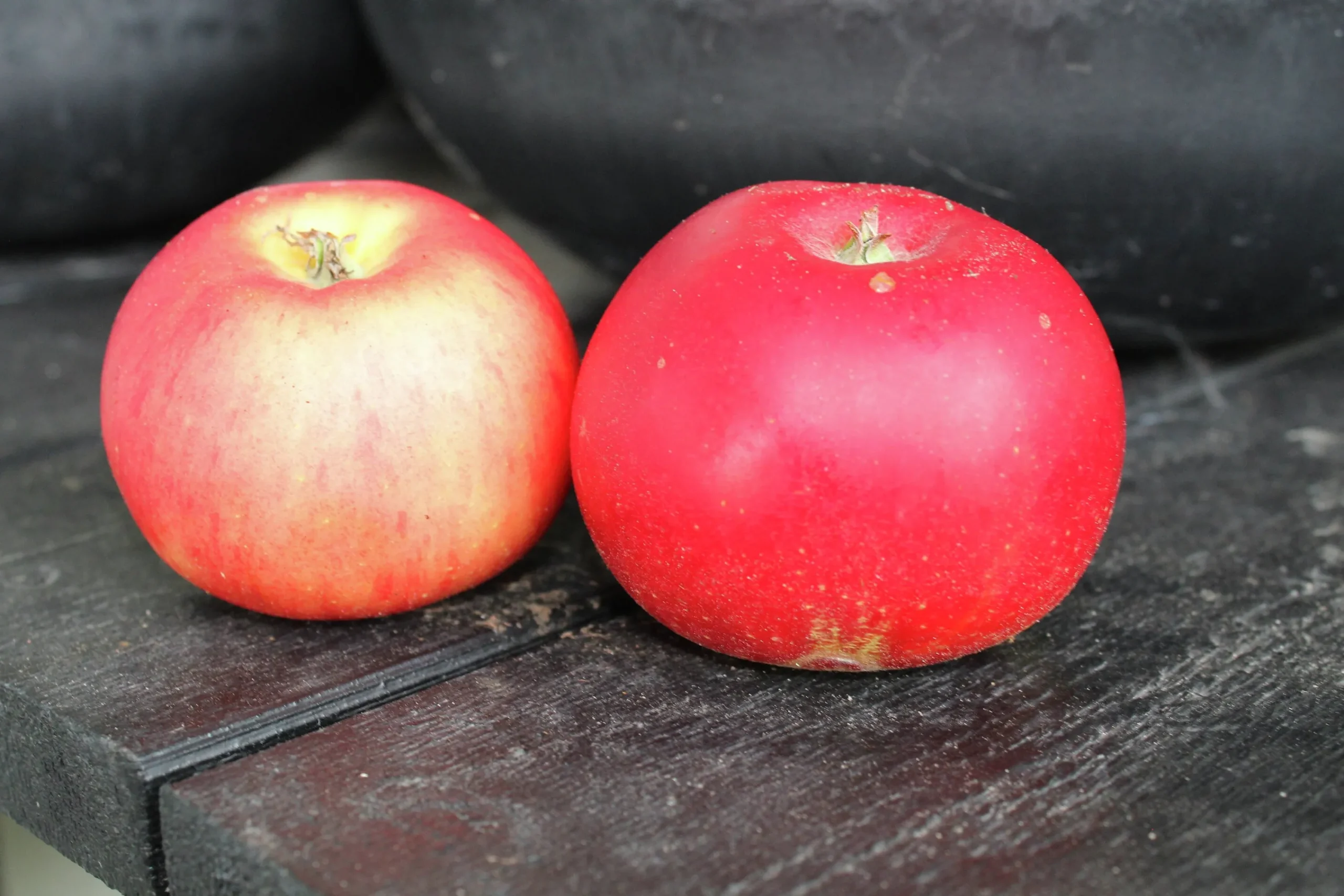 Äpple 'Discovery'>Omnia garden Clearance