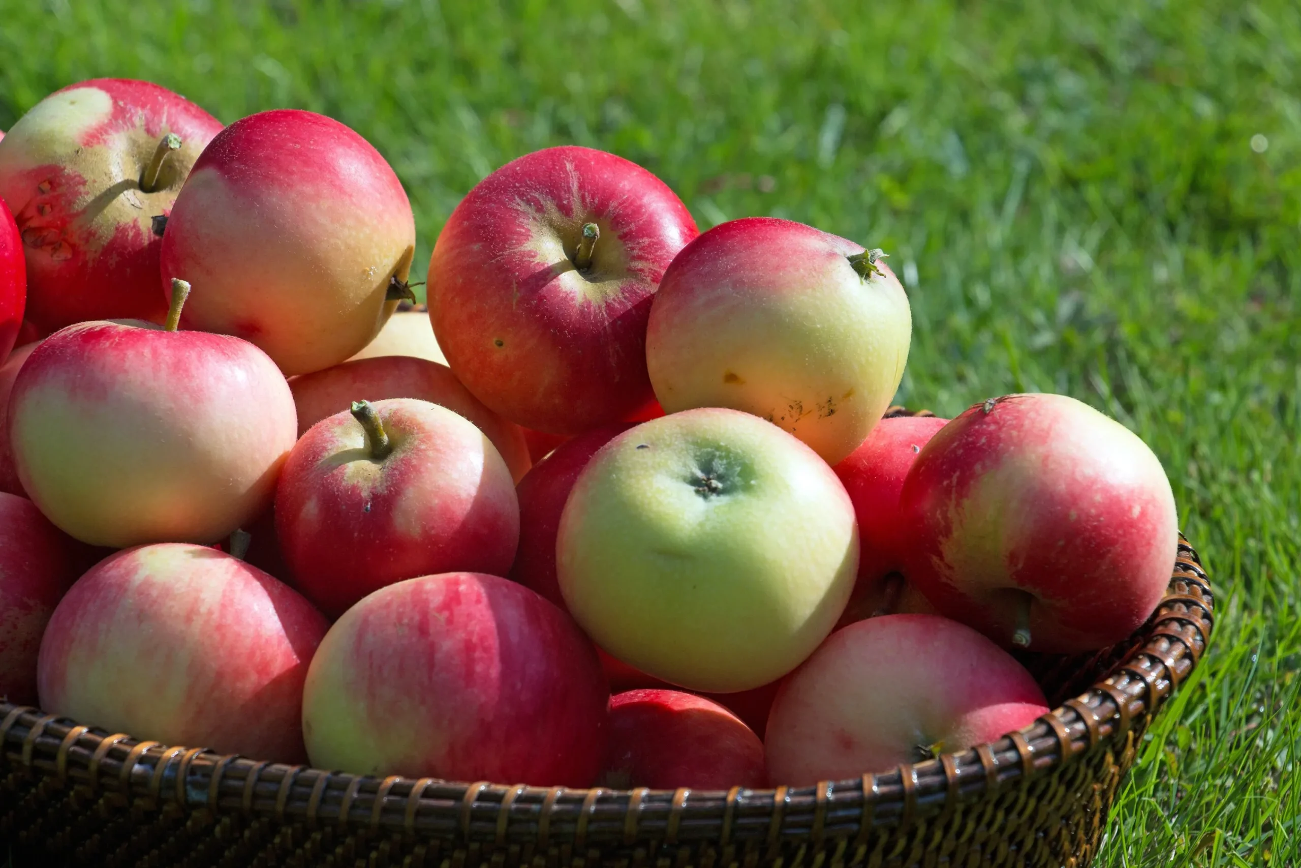 Äpple 'Discovery'>Omnia garden Clearance