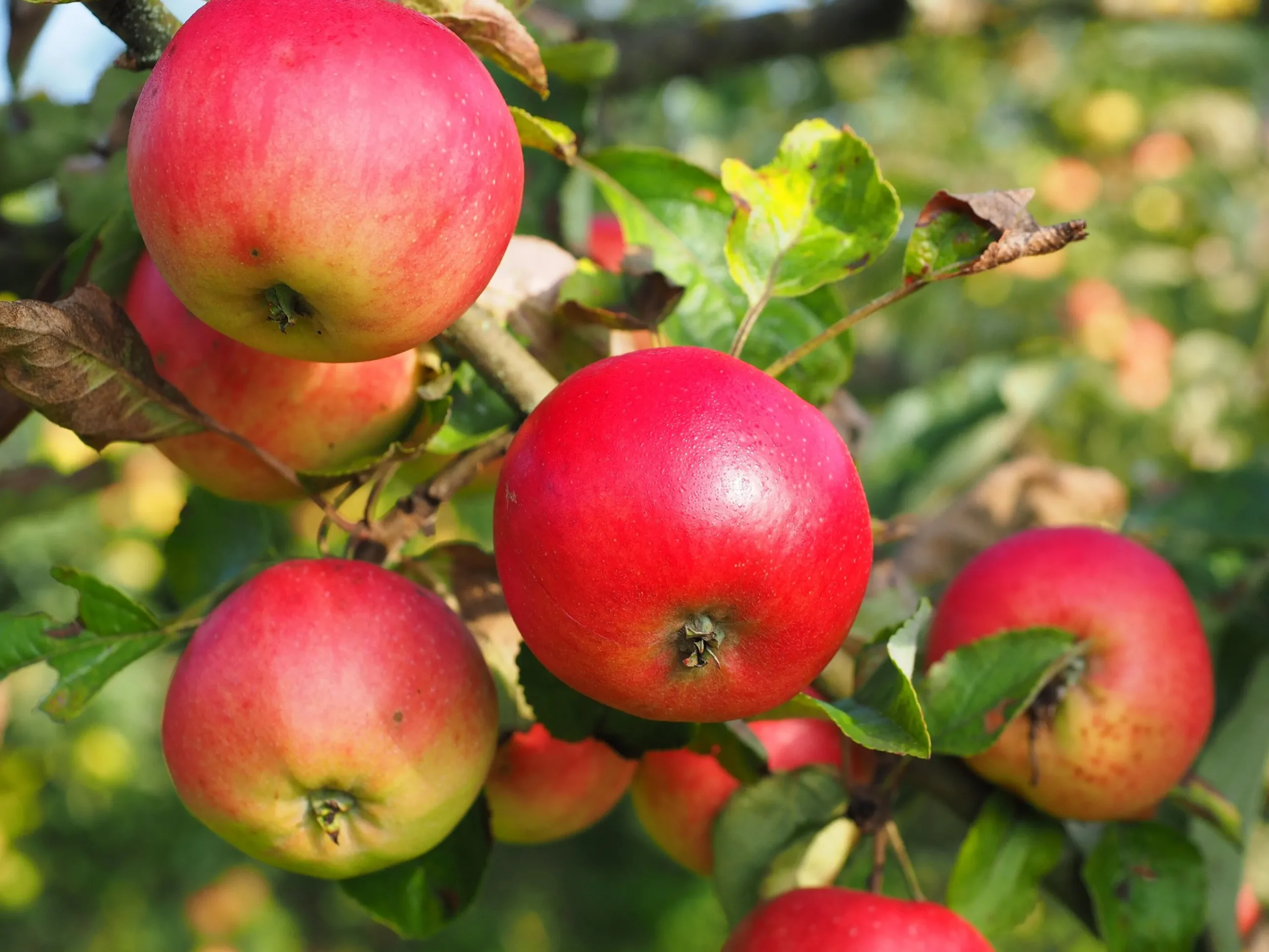 Äpple 'Discovery'>Omnia garden Clearance