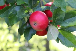 Äpple 'Discovery' Svagväxande><noscript><img width=