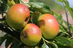 Äpple 'Filippa'>Omnia garden Sale