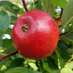Äpple 'Folke'>Omnia garden Clearance