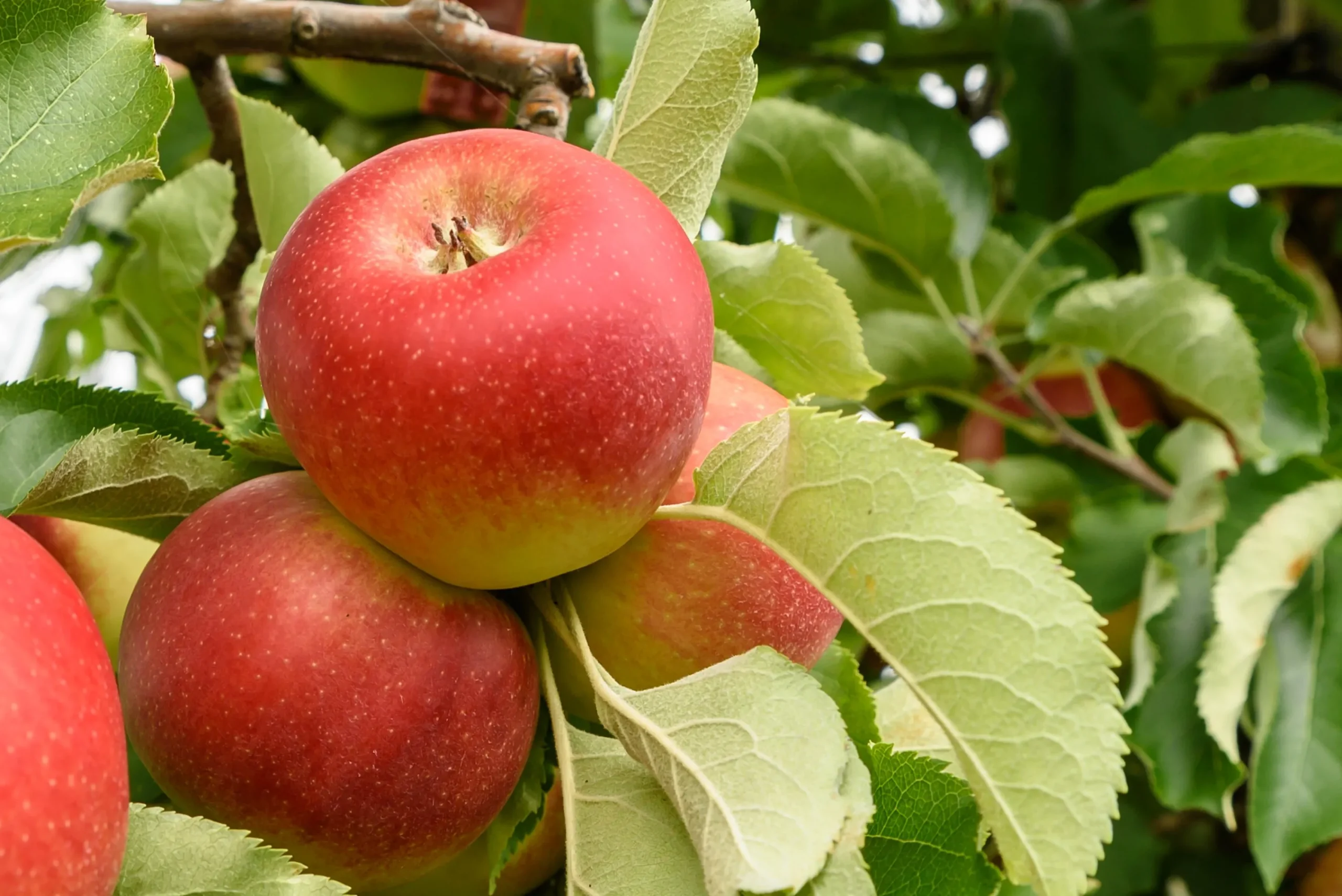 Äpple 'Folke'>Omnia garden Clearance