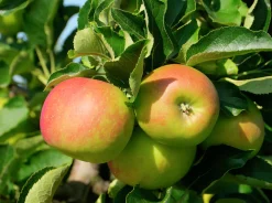 Äpple 'Fredrik'>Omnia garden Outlet