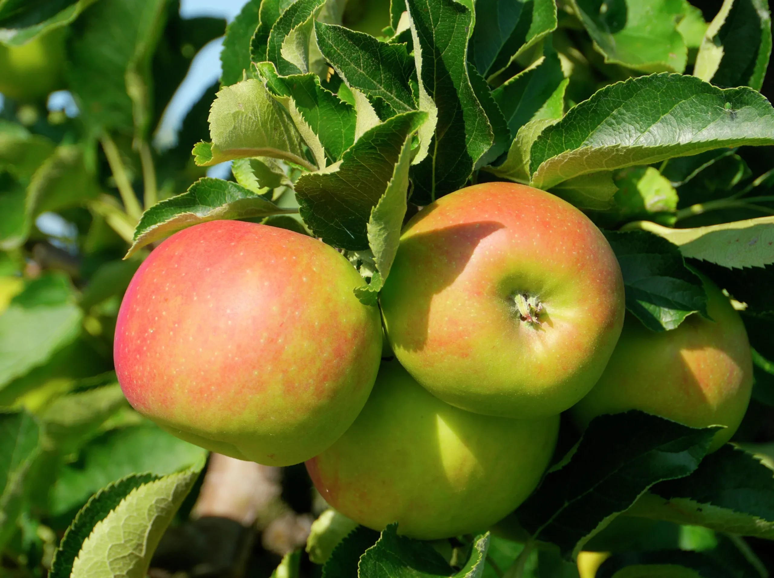 Äpple 'Fredrik'>Omnia garden Outlet