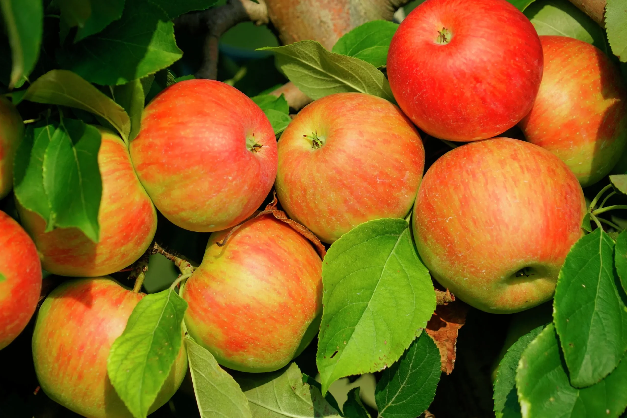 Äpple 'Fredrik'>Omnia garden Outlet