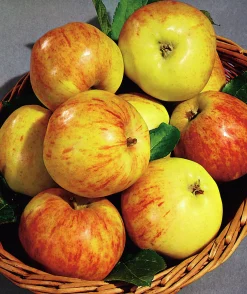 Äpple 'Gravensteiner' Krukodlad>Omnia garden Outlet