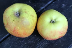 Äpple 'Gravensteiner' Krukodlad>Omnia garden Outlet