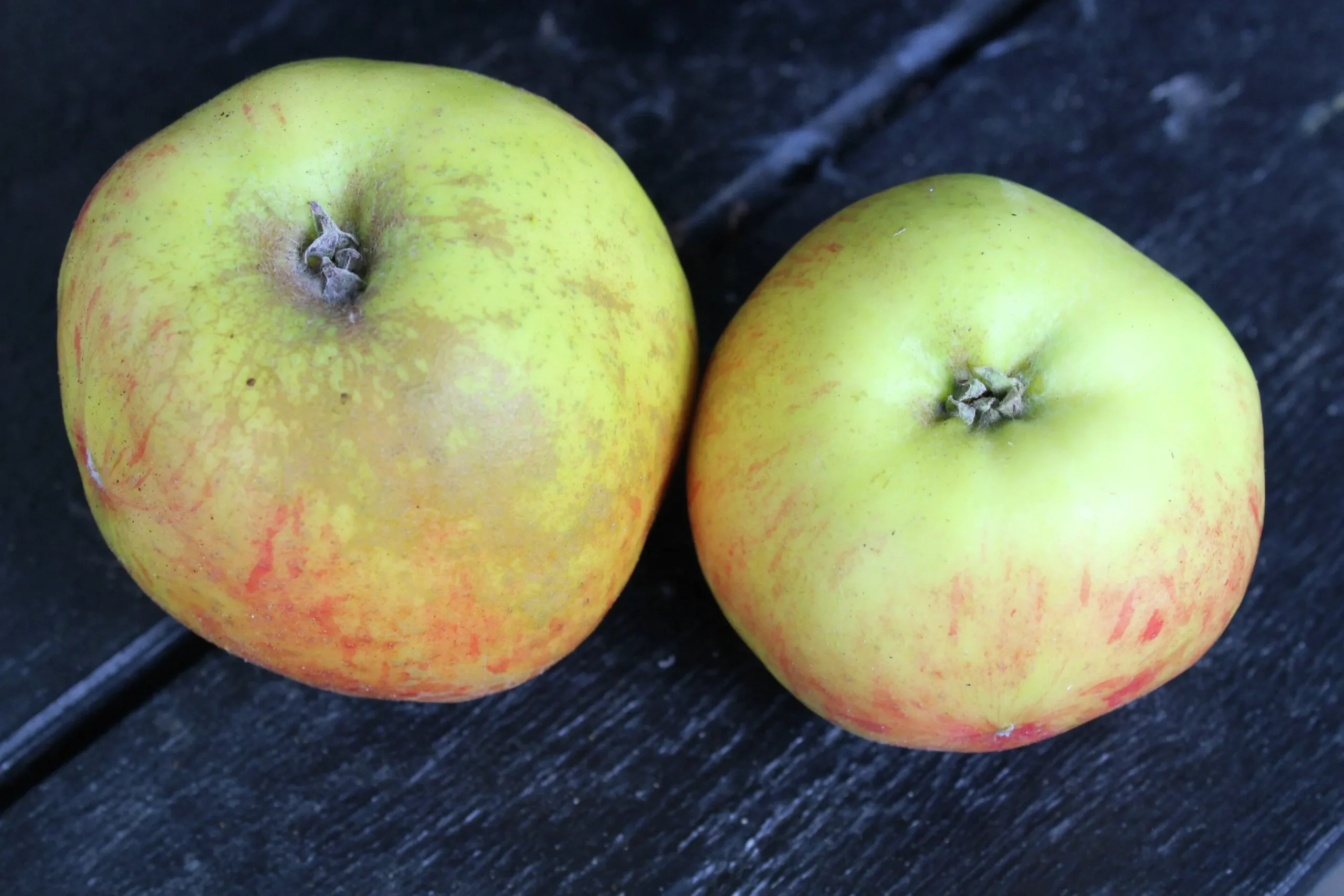 Äpple 'Gravensteiner' Krukodlad>Omnia garden Outlet