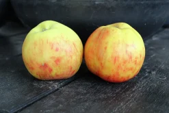Äpple 'Gravensteiner' Krukodlad><noscript><img width=