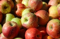 Äpple 'Gravensteiner' Krukodlad><noscript><img width=
