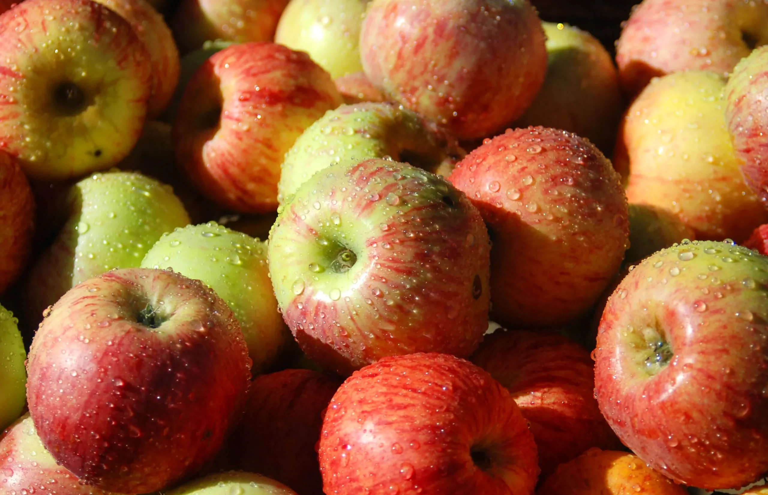 Äpple 'Gravensteiner' Krukodlad>Omnia garden Outlet