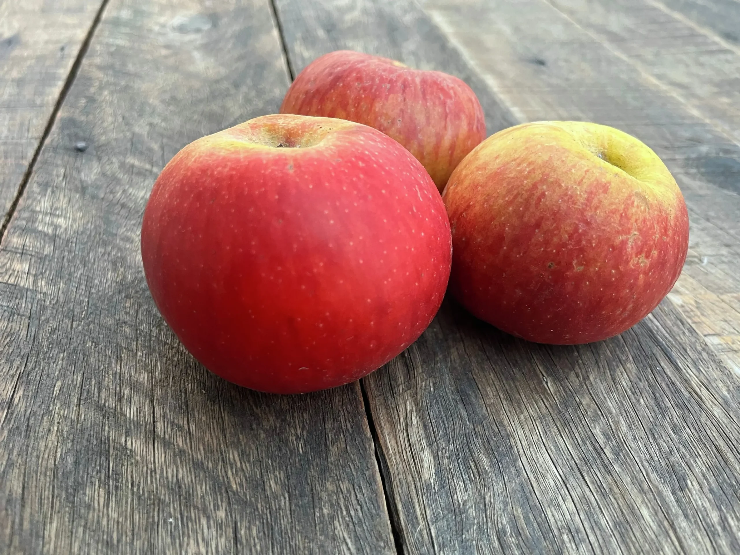 Äpple 'Gravensteiner' Krukodlad>Omnia garden Outlet