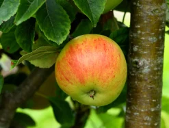 Äpple 'Gyllenkroks Astrakan'><noscript><img width=