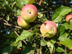 Äpple 'Hampus'>Omnia garden Sale