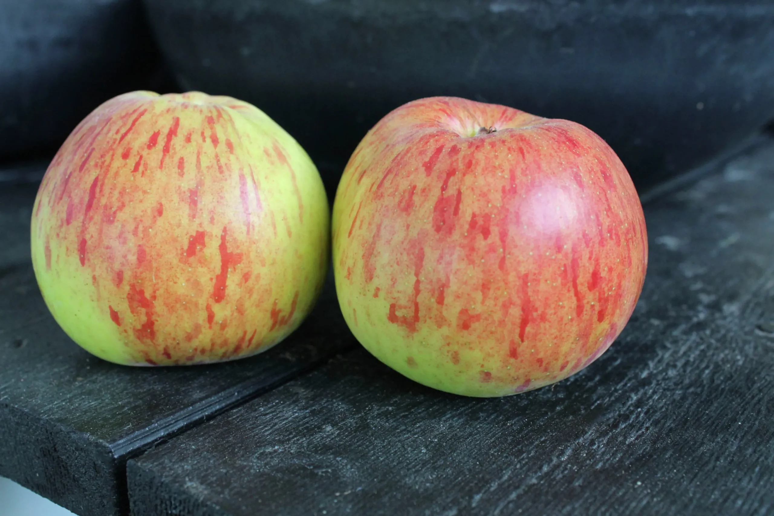 Äpple 'Höstdessert'>Omnia garden Online
