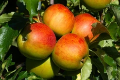 Äpple 'Höstdessert'><noscript><img width=