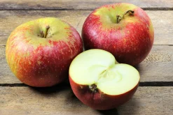 Äpple 'Ingrid Marie'>Omnia garden Outlet