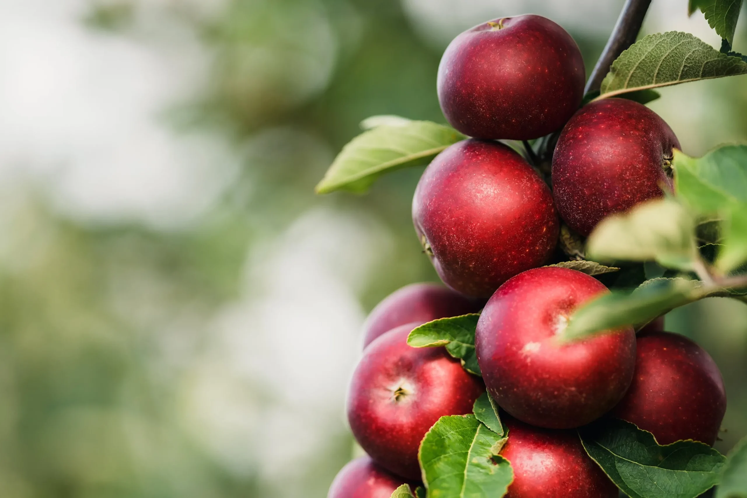 Äpple 'Ingrid Marie'>Omnia garden Outlet