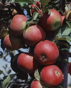Äpple 'Ingrid Marie' Svagväxande>Omnia garden Discount