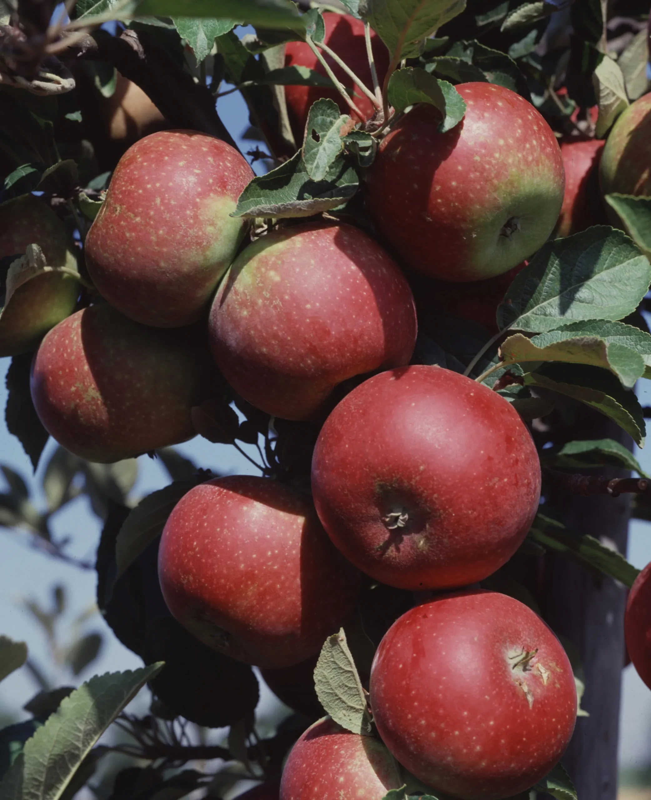 Äpple 'Ingrid Marie' Svagväxande>Omnia garden Discount