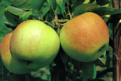 Äpple 'James Grieve'>Omnia garden New