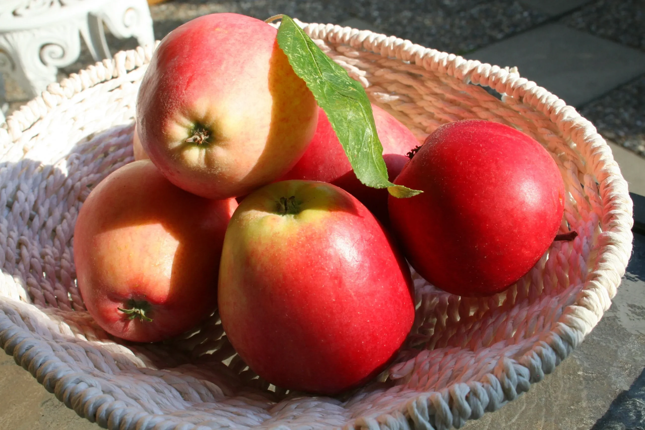 Äpple 'James Grieve'>Omnia garden New