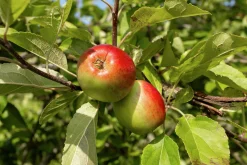 Äpple 'James Grieve'><noscript><img width=