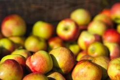 Äpple 'James Grieve' Svagväxande B9><noscript><img width=