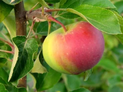 Äpple 'Kaneläpple'>Omnia garden Best