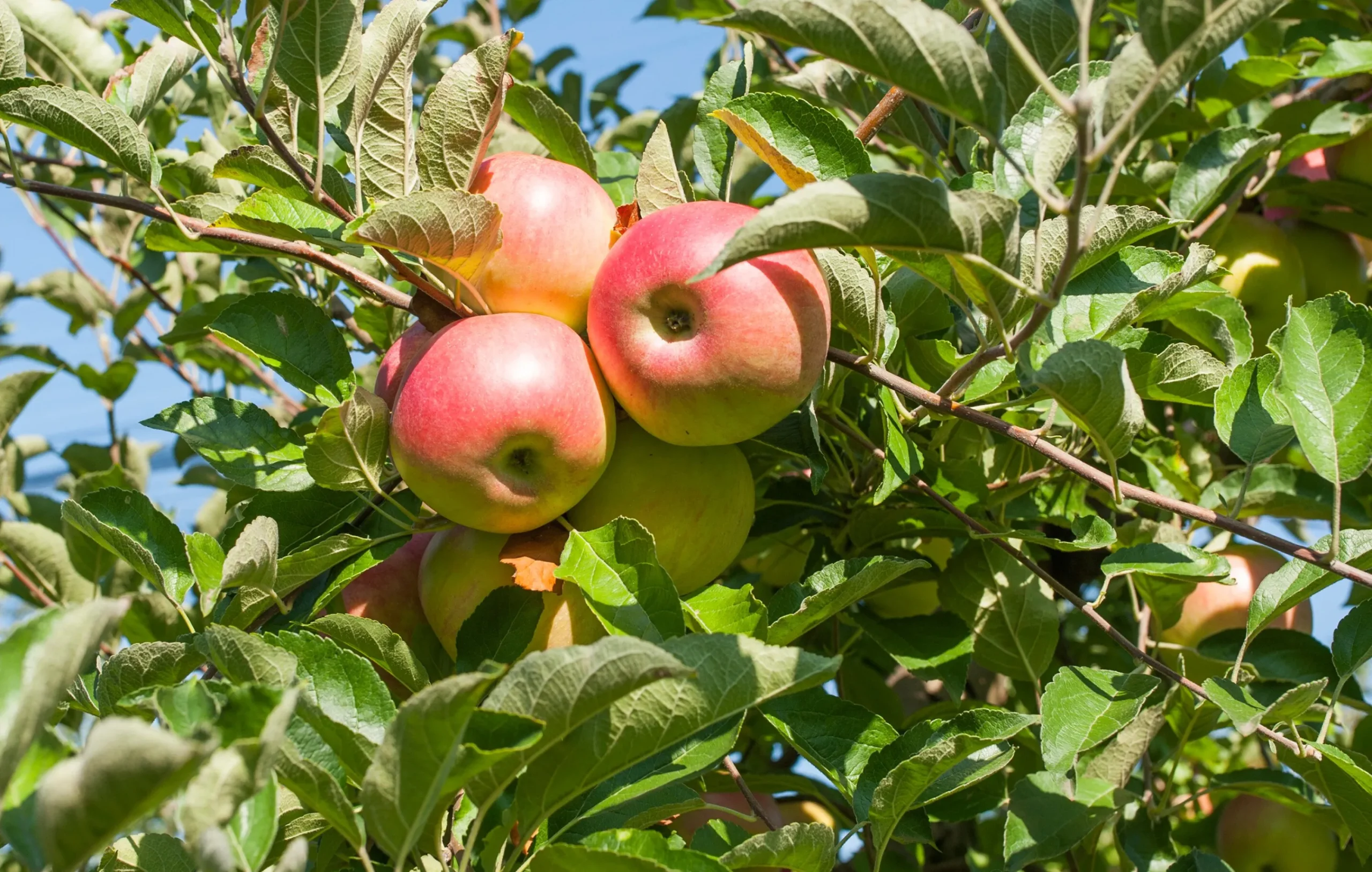 Äpple 'Kaneläpple'>Omnia garden Best