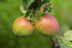 Äpple 'Åkerö' Krukodlad>Omnia garden Online