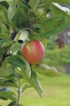 Äpple 'Åkerö' Krukodlad>Omnia garden Online