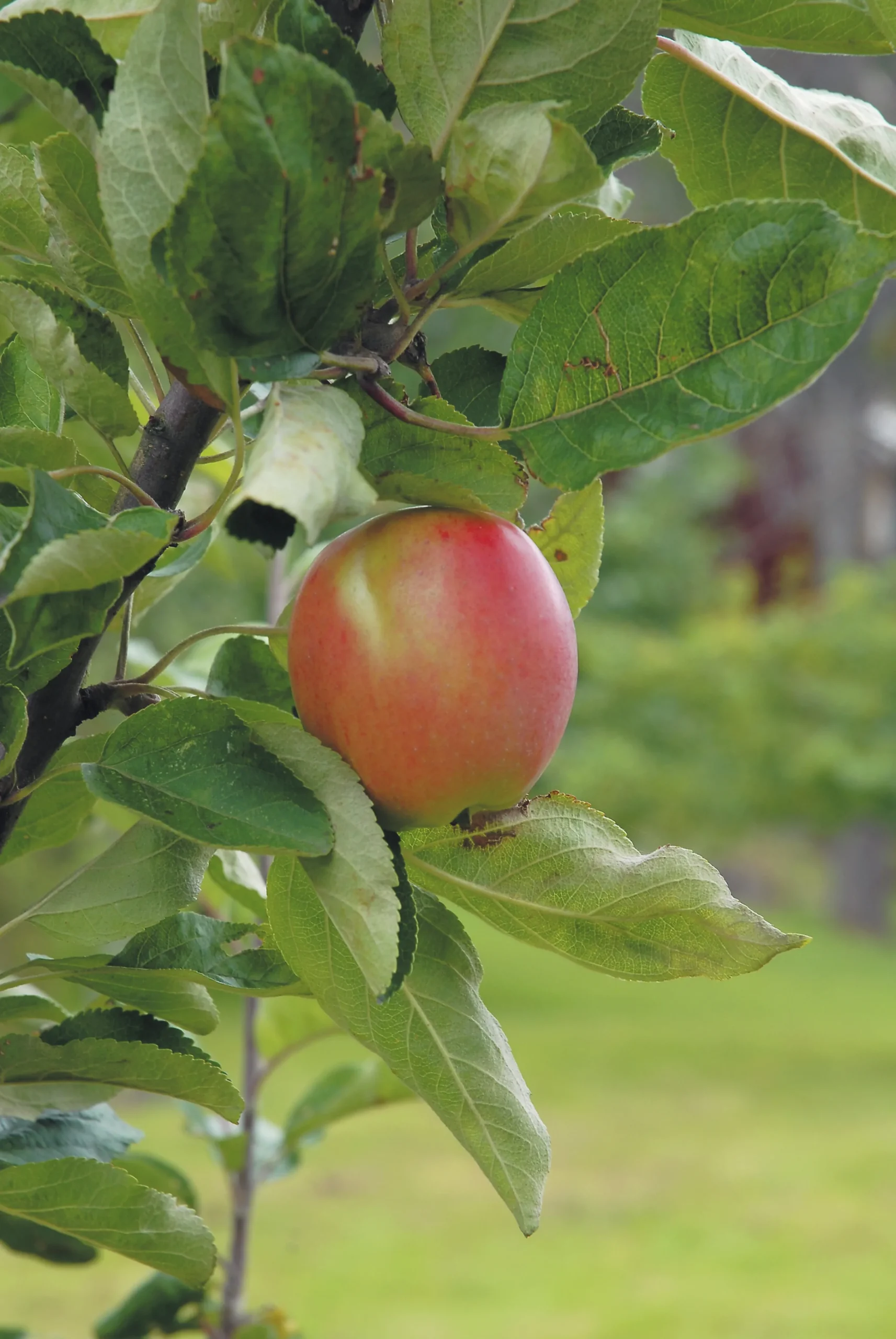 Äpple 'Åkerö' Krukodlad>Omnia garden Online