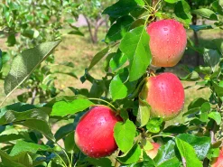 Äpple 'Lovisa'>Omnia garden New