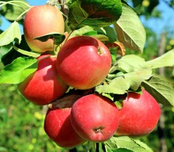 Äpple 'Lovisa'>Omnia garden New