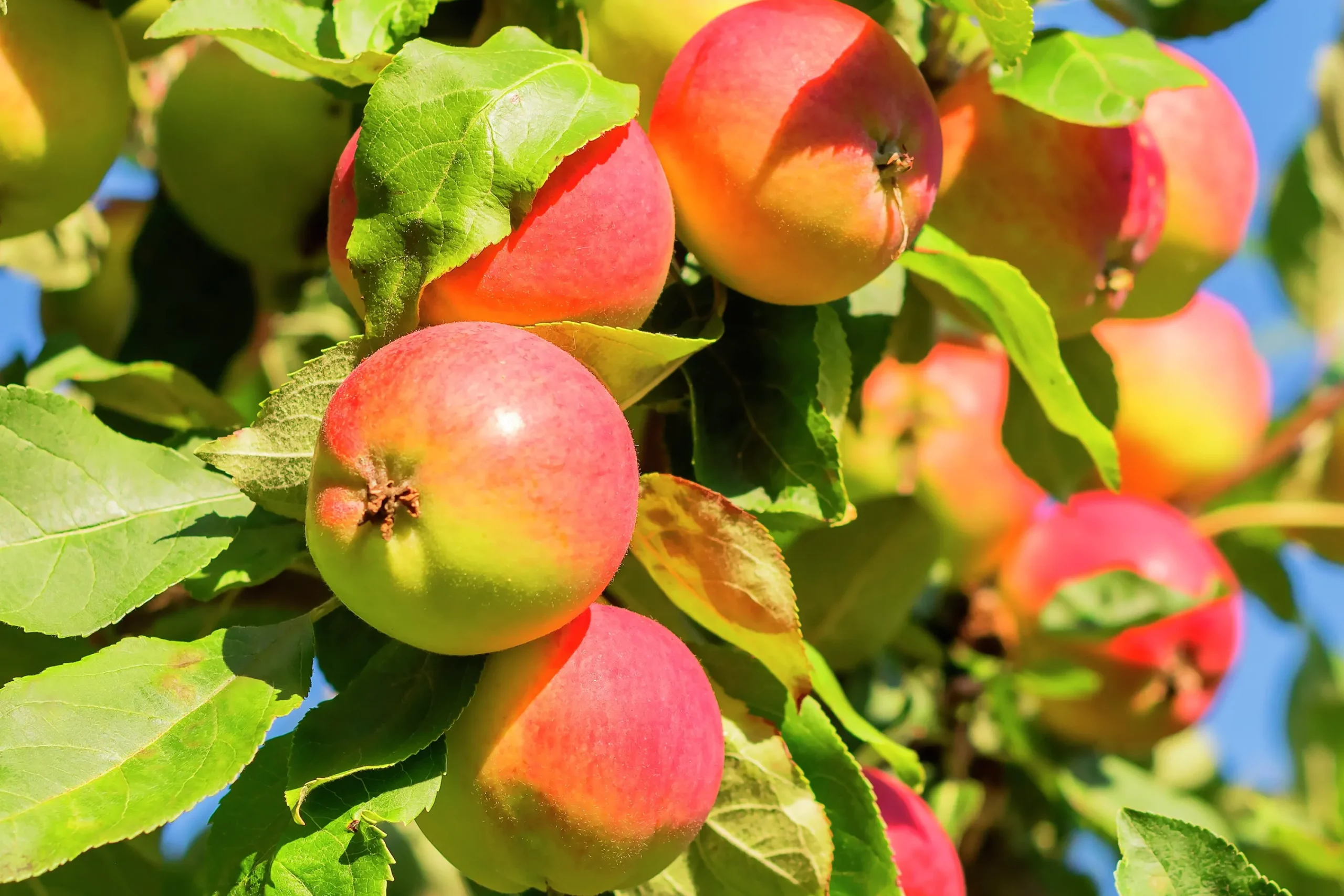 Äpple 'Mantet' Krukodlad>Omnia garden Outlet