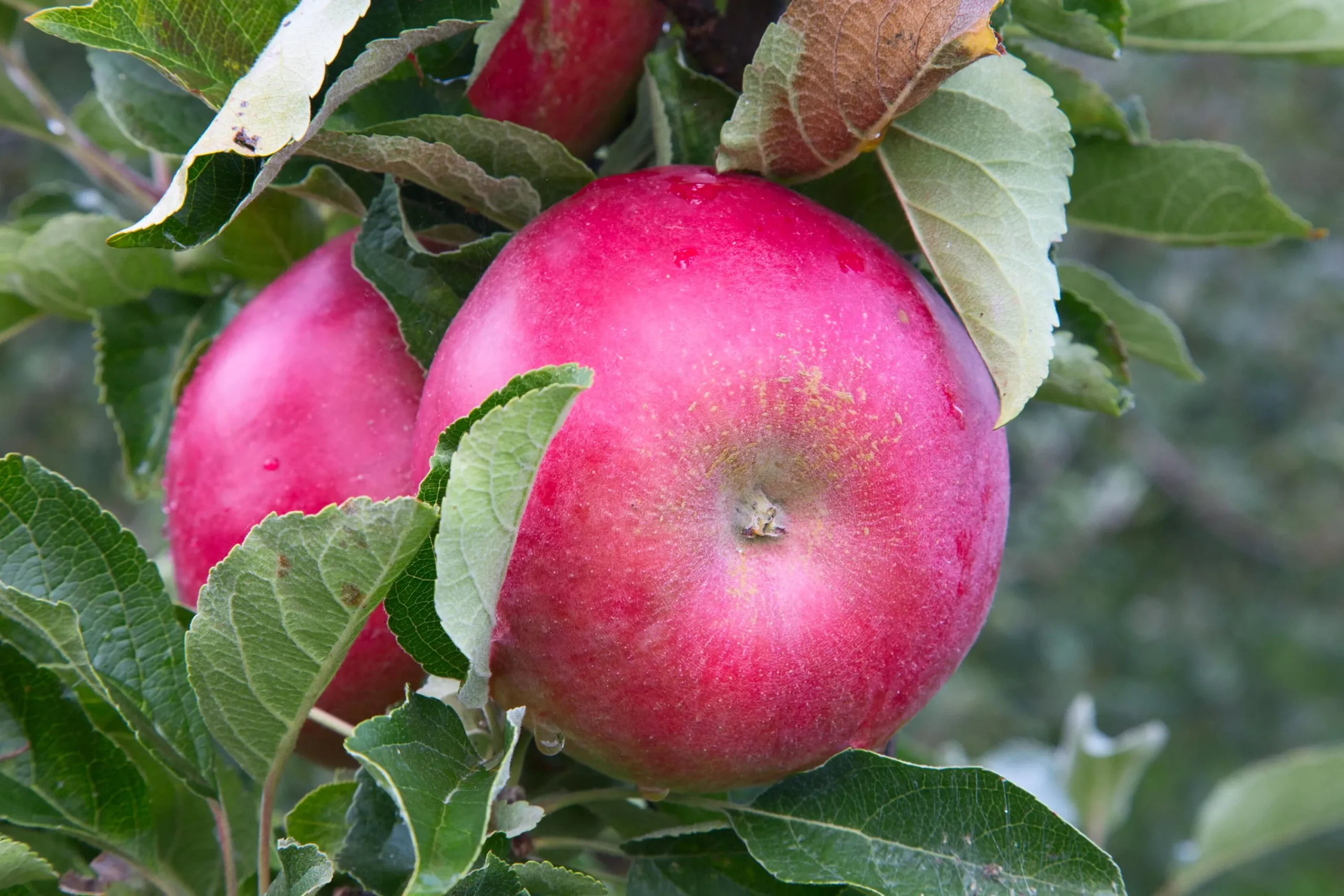 Äpple 'Mio'>Omnia garden Hot