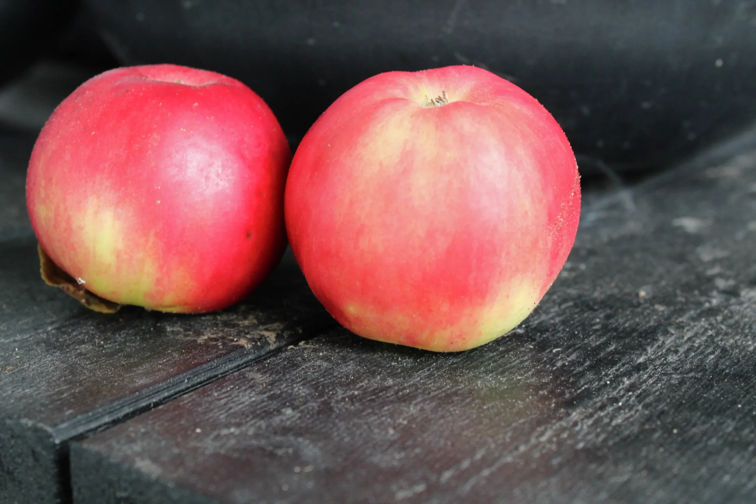 Äpple 'Mio'>Omnia garden Hot