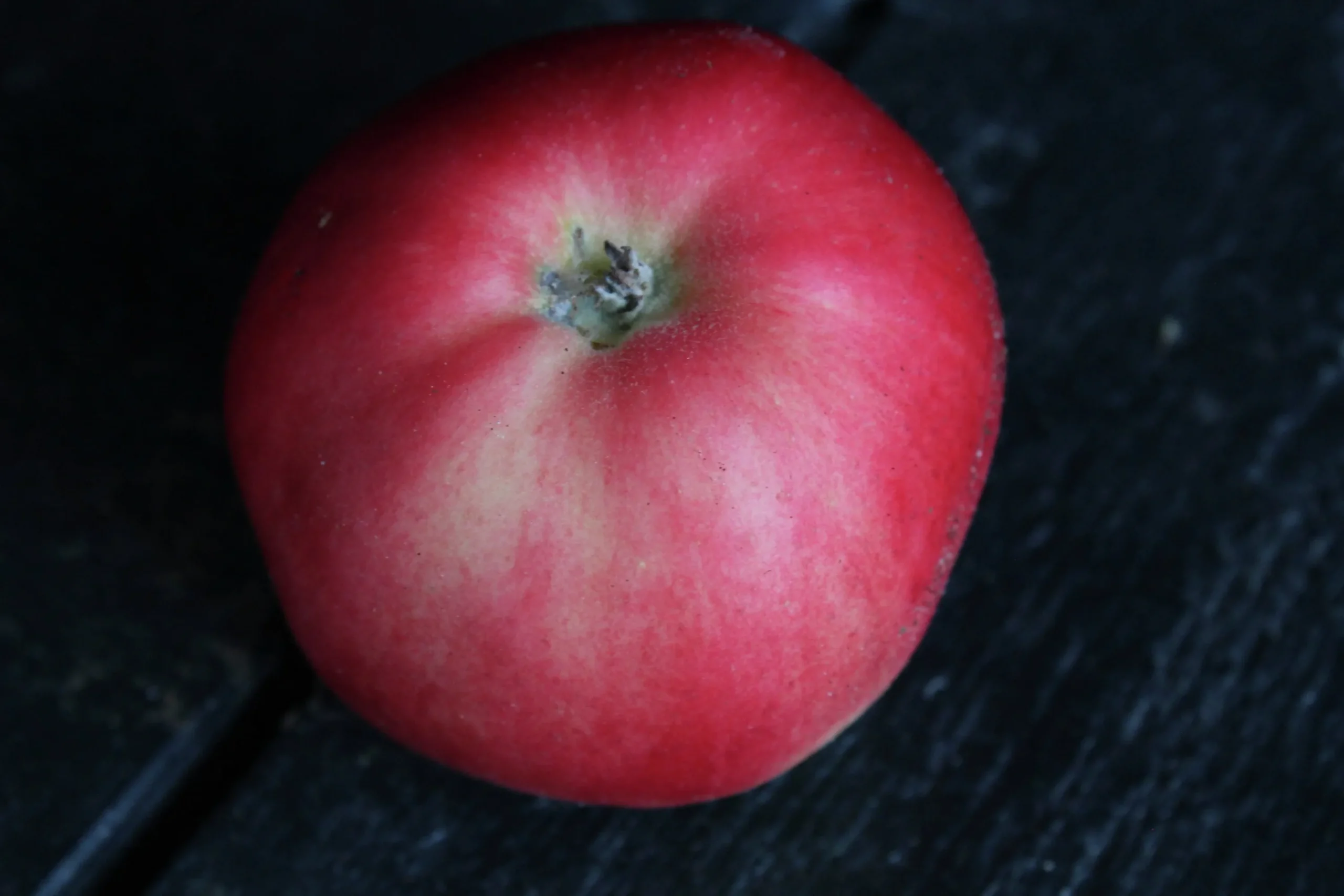 Äpple 'Mio'>Omnia garden Hot
