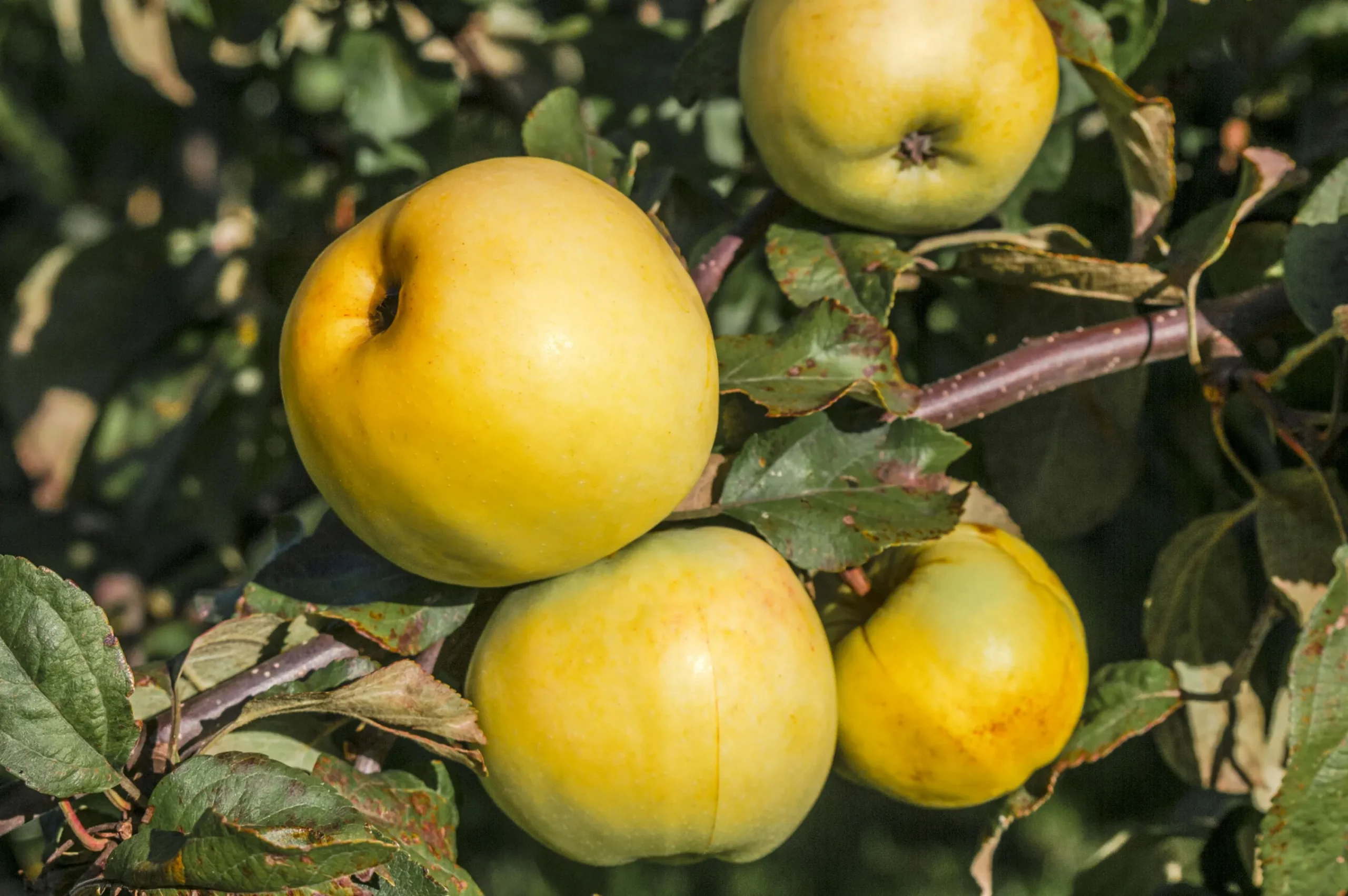 Äpple 'Oranie'>Omnia garden Best